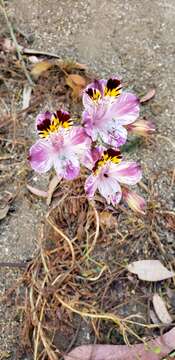 Image of Alstroemeria pulchra subsp. pulchra