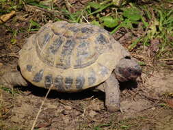 Image of Hermann's Tortoise