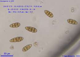 Hysterobrevium mori (Schwein.) E. Boehm & C. L. Schoch 2010的圖片