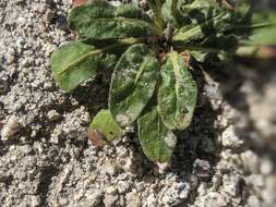 Image of chickweed oxytheca