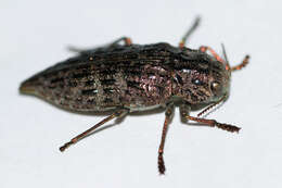 Image of Flatheaded Conifer Borer