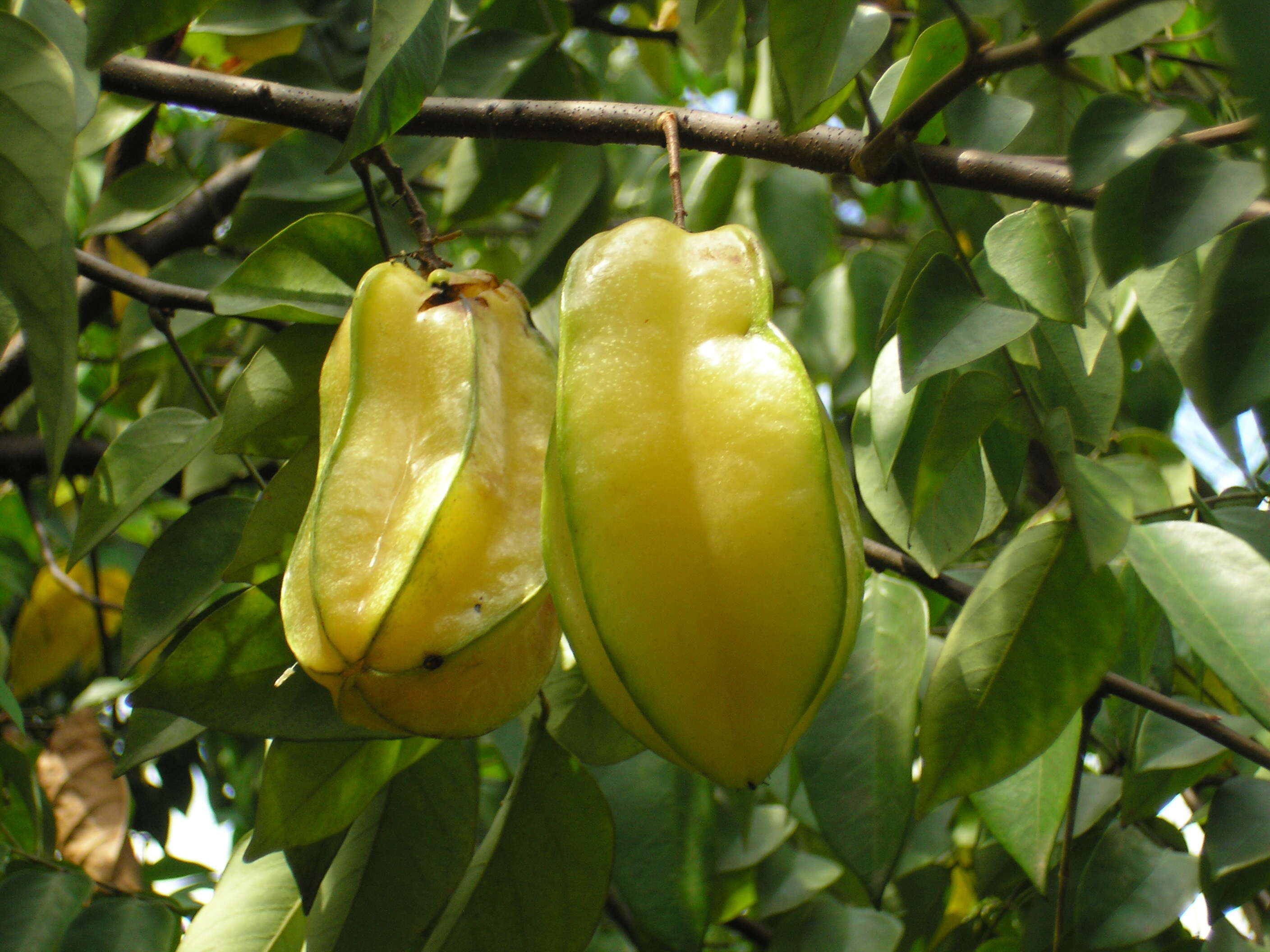 Image of carambola