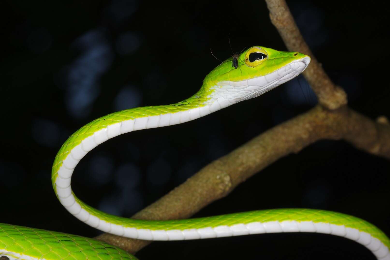 Smooth Green Snake - Encyclopedia of Life