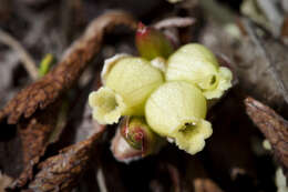 Image of Alpine bearberry