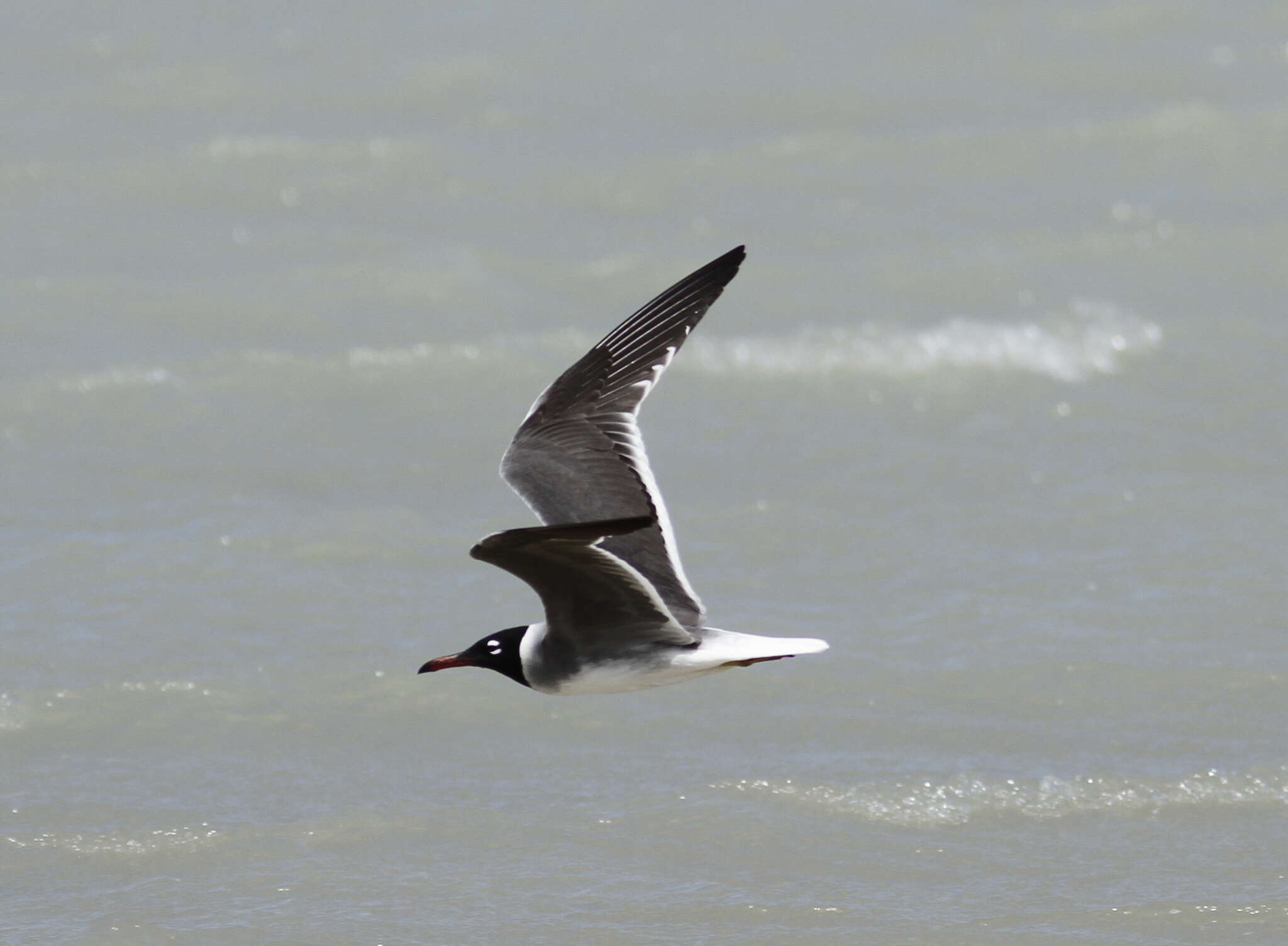 Image of White-eyed Gull