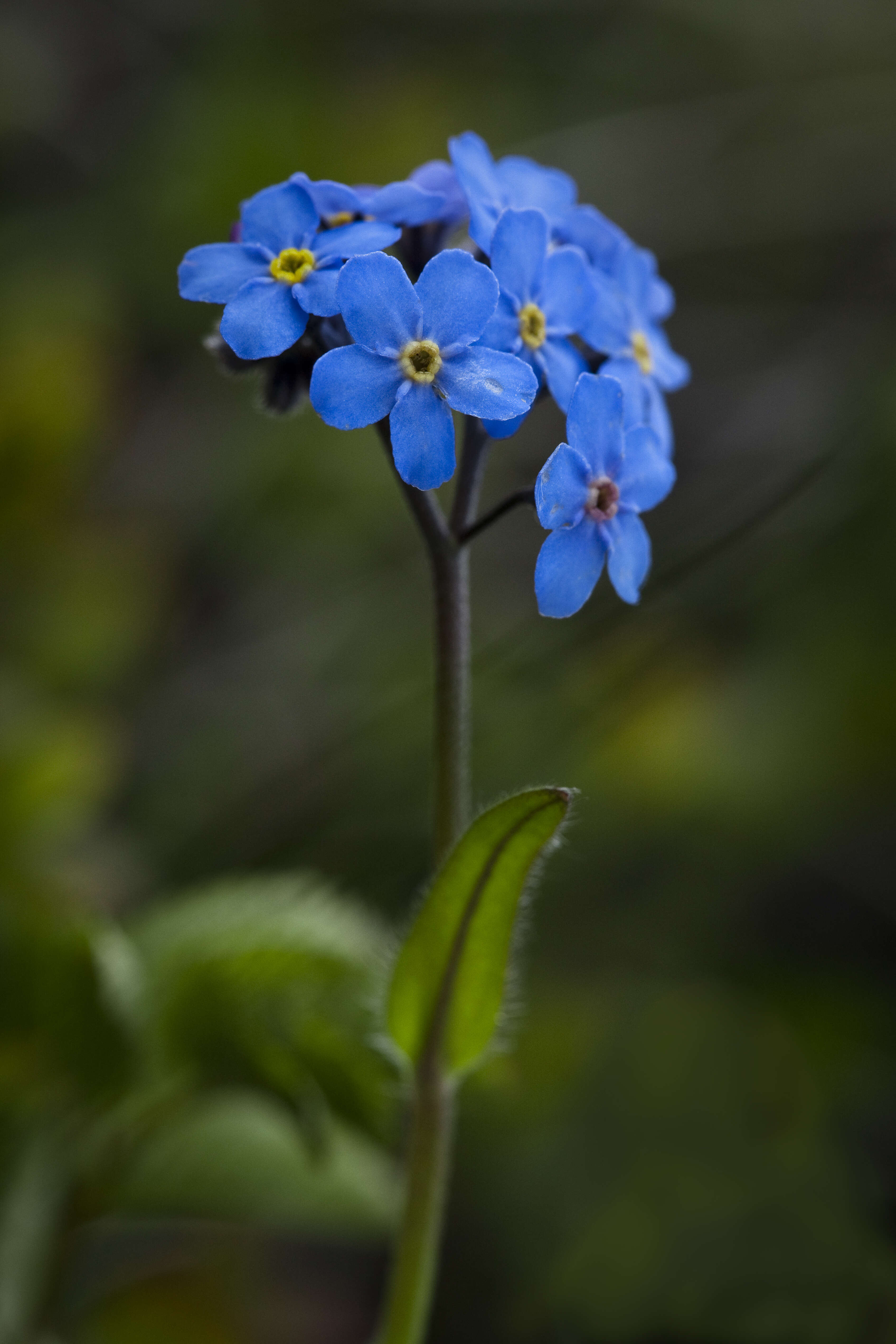 Image of Alpine forget-me-not