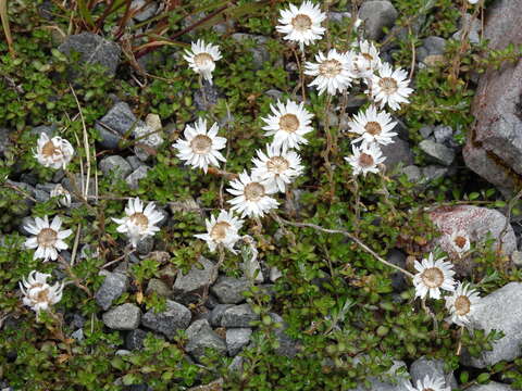 Image of Anaphalioides bellidioides (G. Forst.) D. Glenny