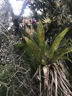 Tillandsia biflora Ruiz & Pav. resmi