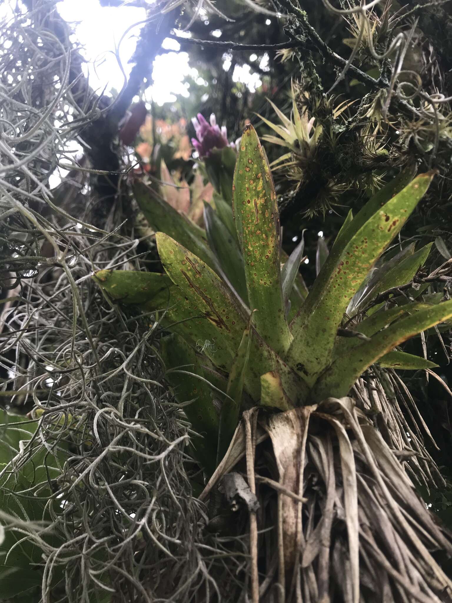 Tillandsia biflora Ruiz & Pav. resmi