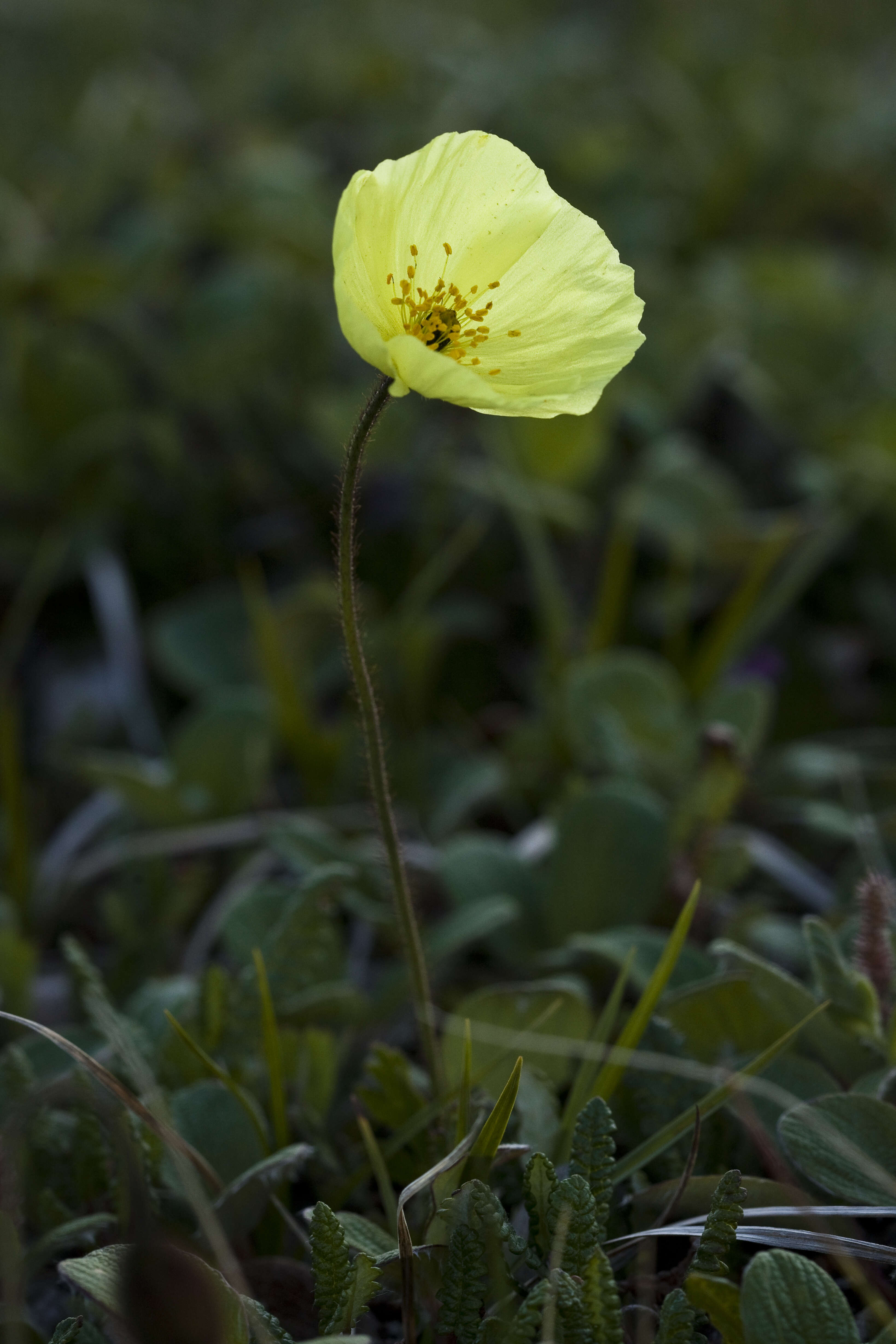 Papaver lapponicum (A. Tolmatch.) Nordh. resmi