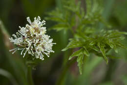 Imagem de Actaea rubra (Ait.) Willd.