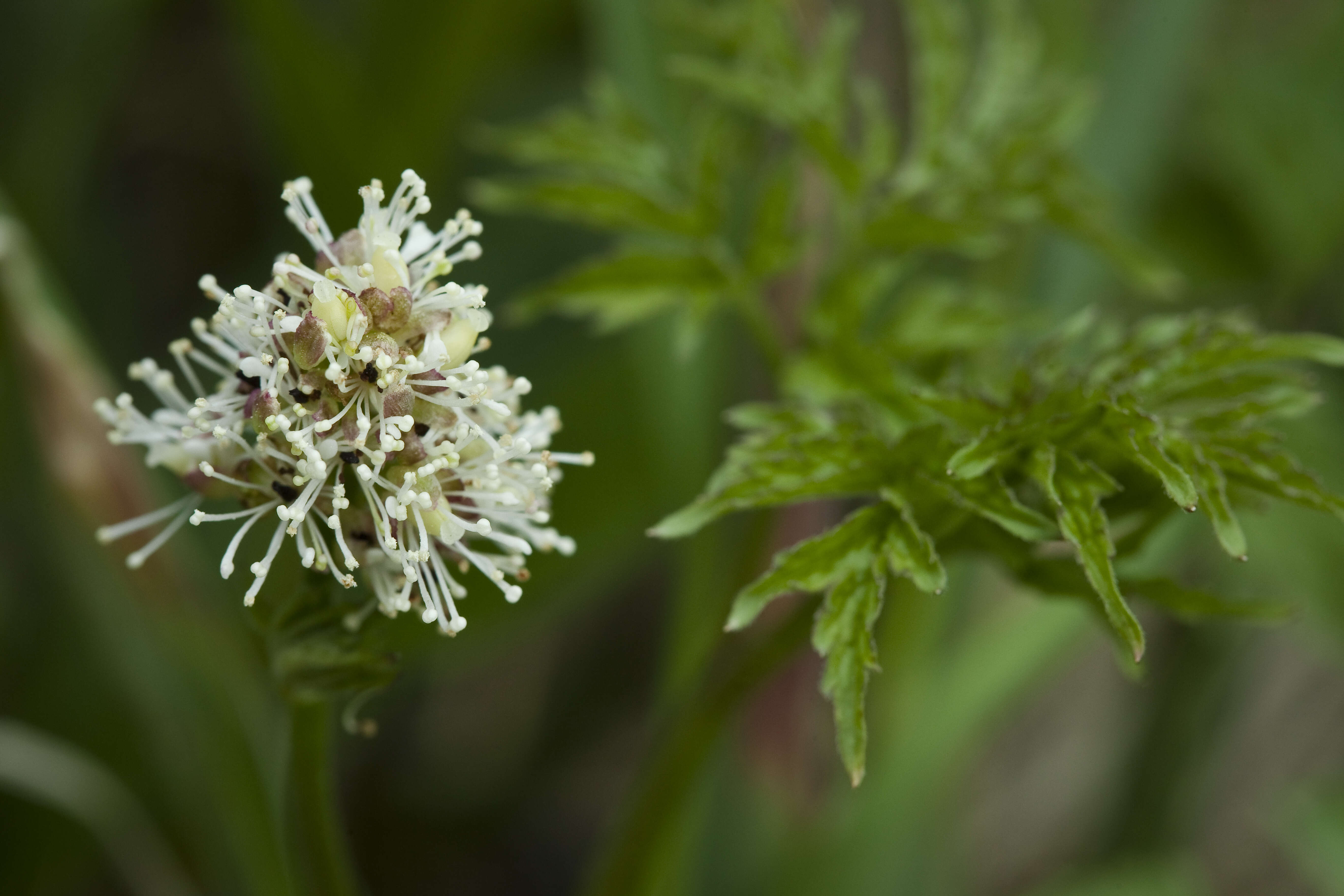 Imagem de Actaea rubra (Ait.) Willd.