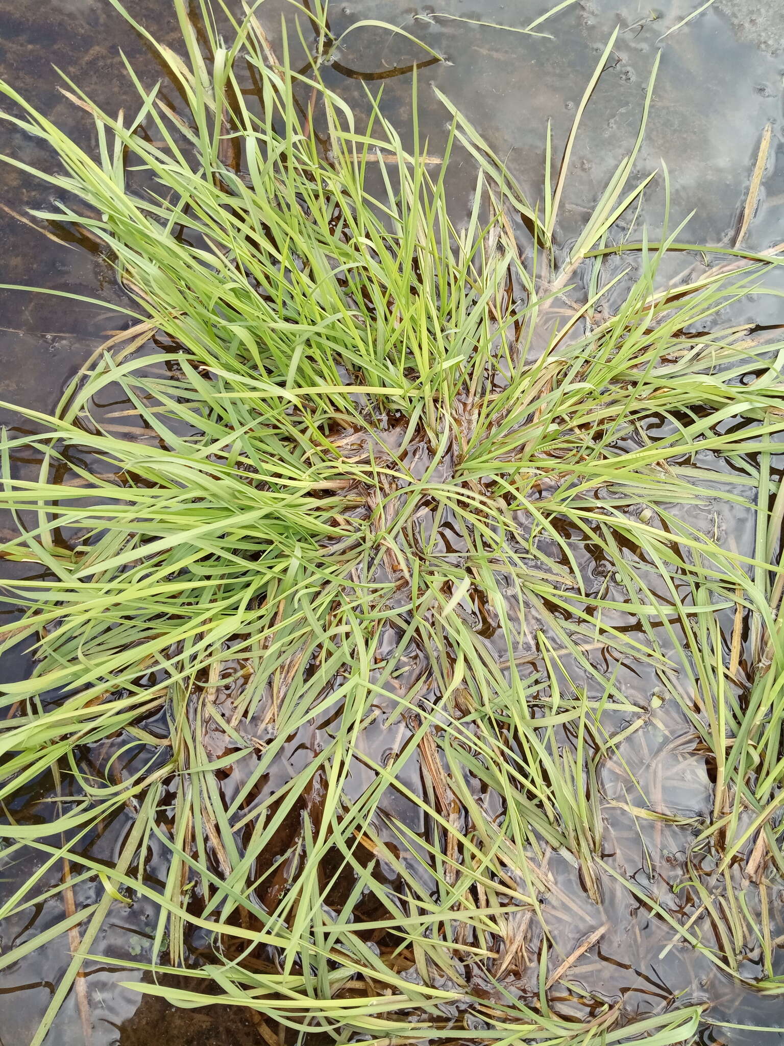 Image of flote-grass, floating sweet-grass