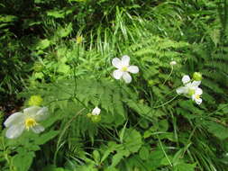 Plancia ëd Ranunculus platanifolius L.