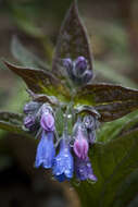 Image of tall bluebells