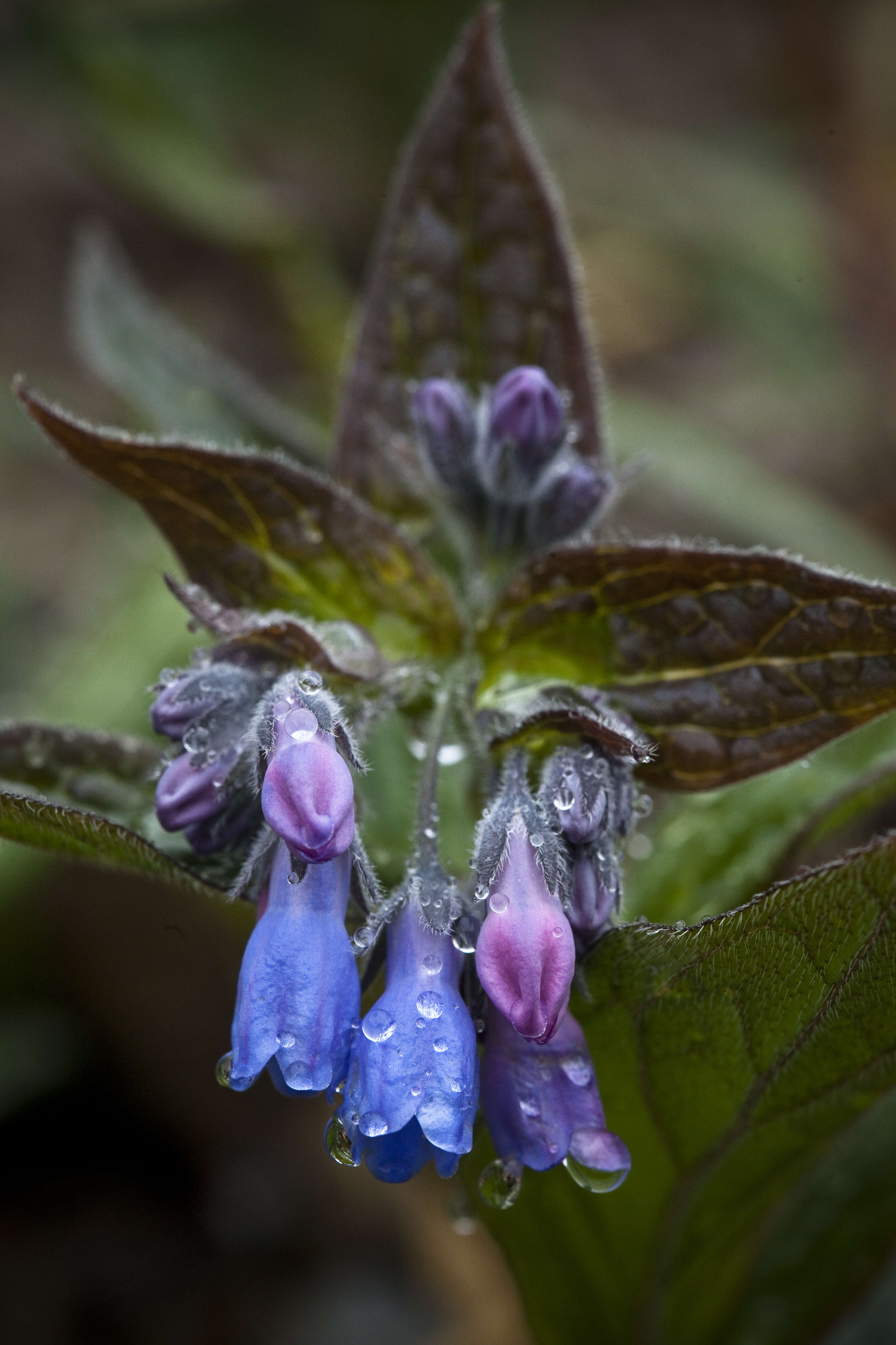 Image of tall bluebells