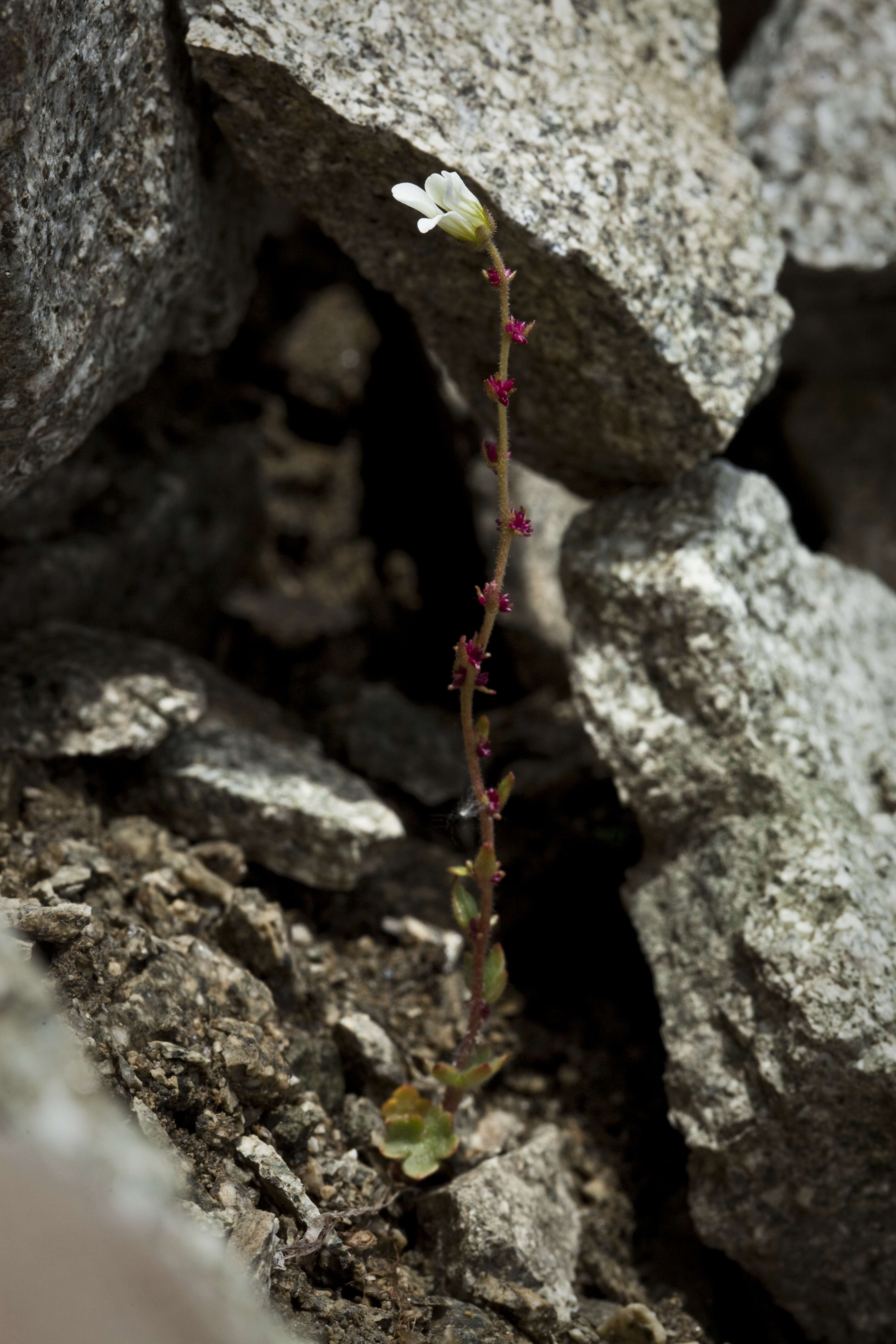 Plancia ëd Saxifraga cernua L.