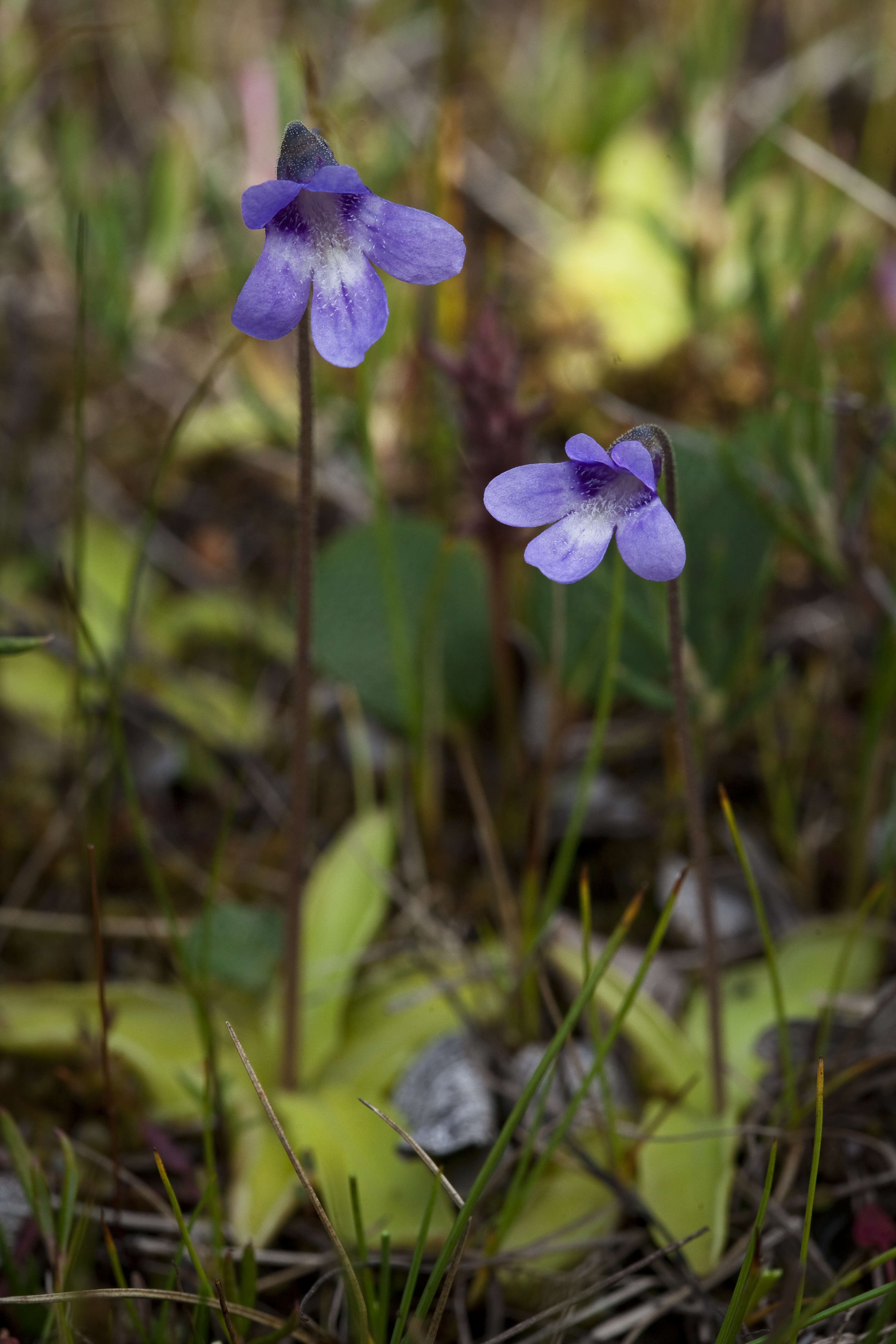 Image of Common butterwort