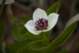 Plancia ëd Cornus canadensis L.