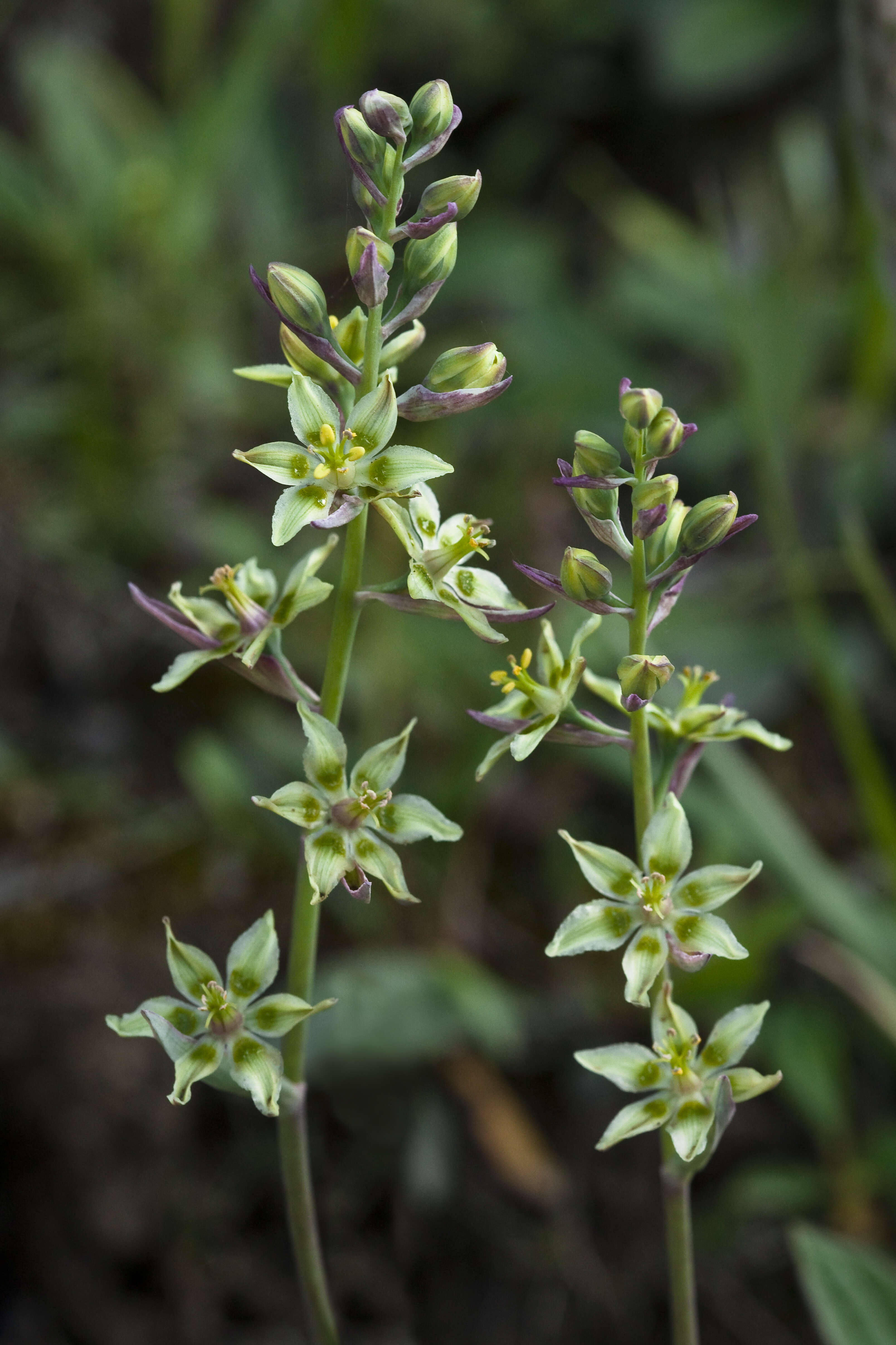 Image of alkali grass