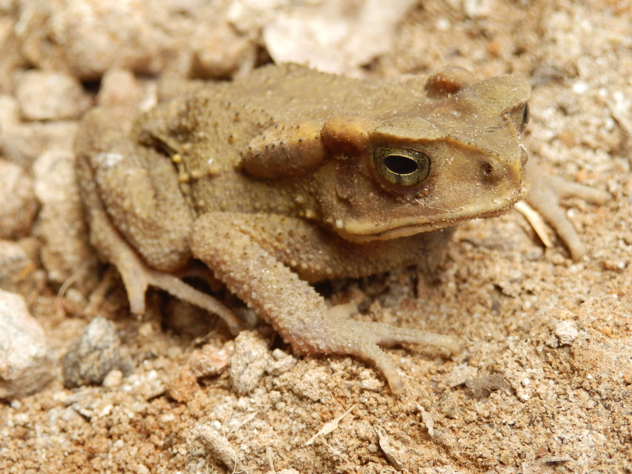 Image of Sulawesian Toad