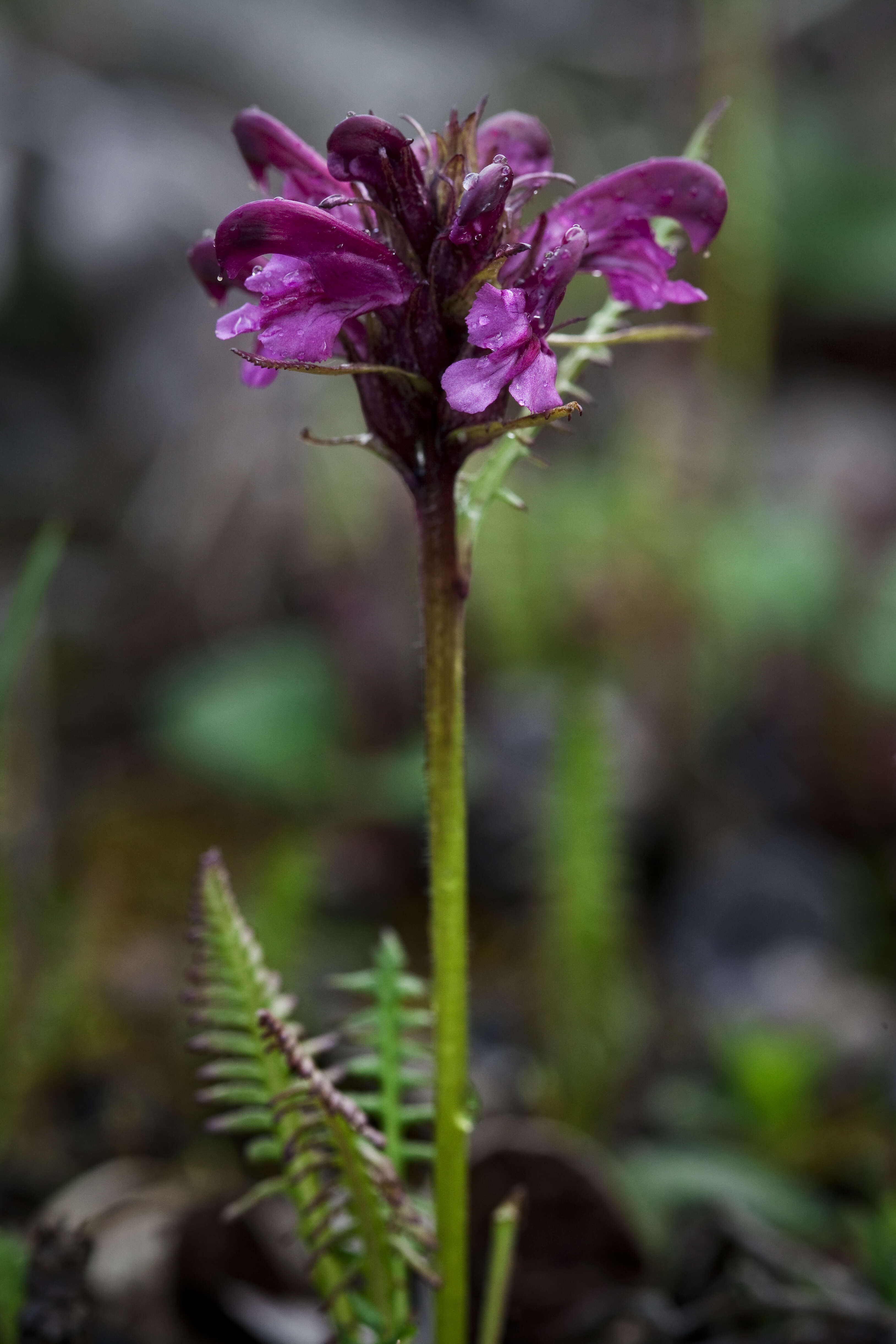 Image of sudetic lousewort