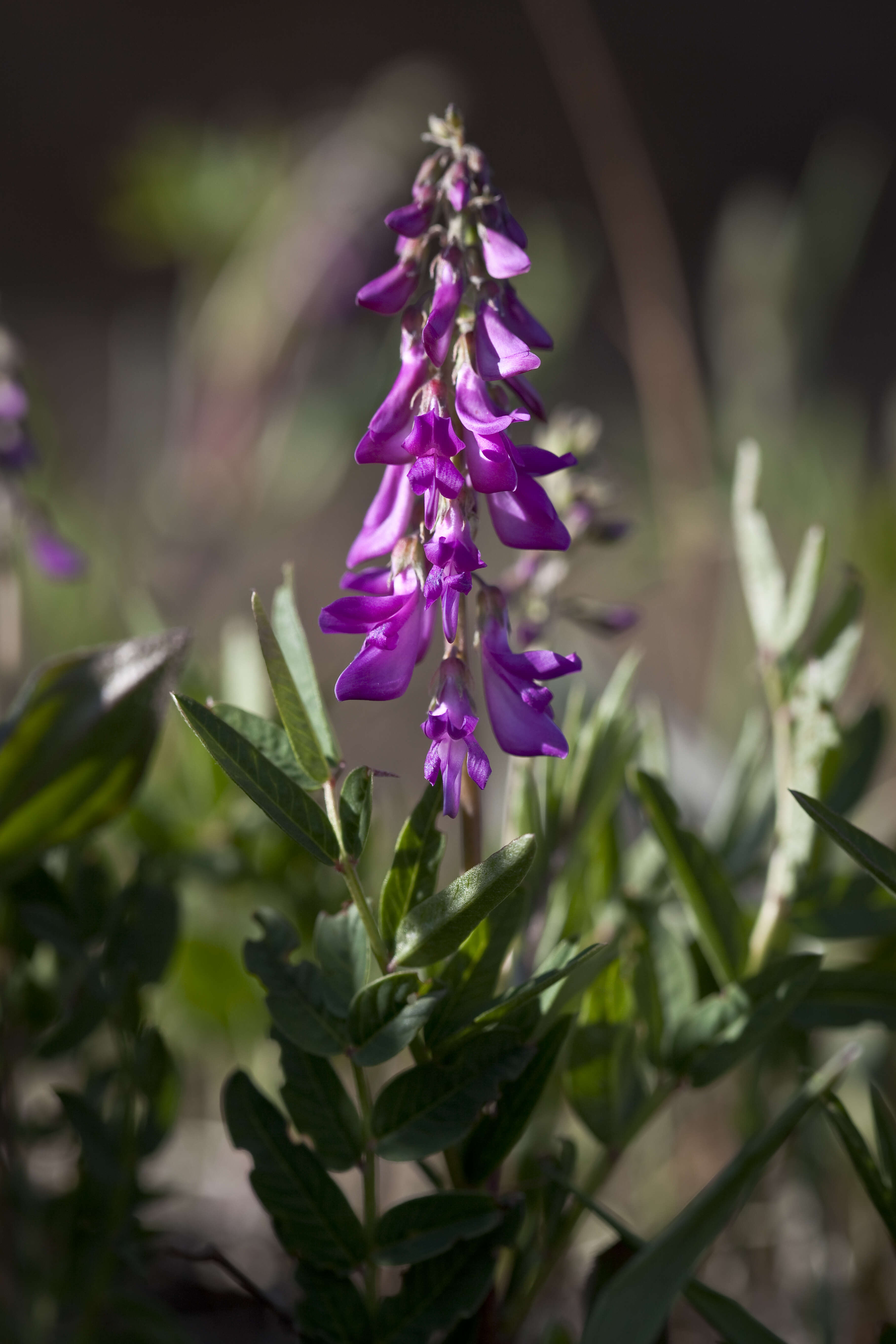 Imagem de Hedysarum alpinum L.