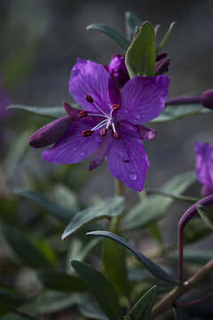 Image of dwarf fireweed