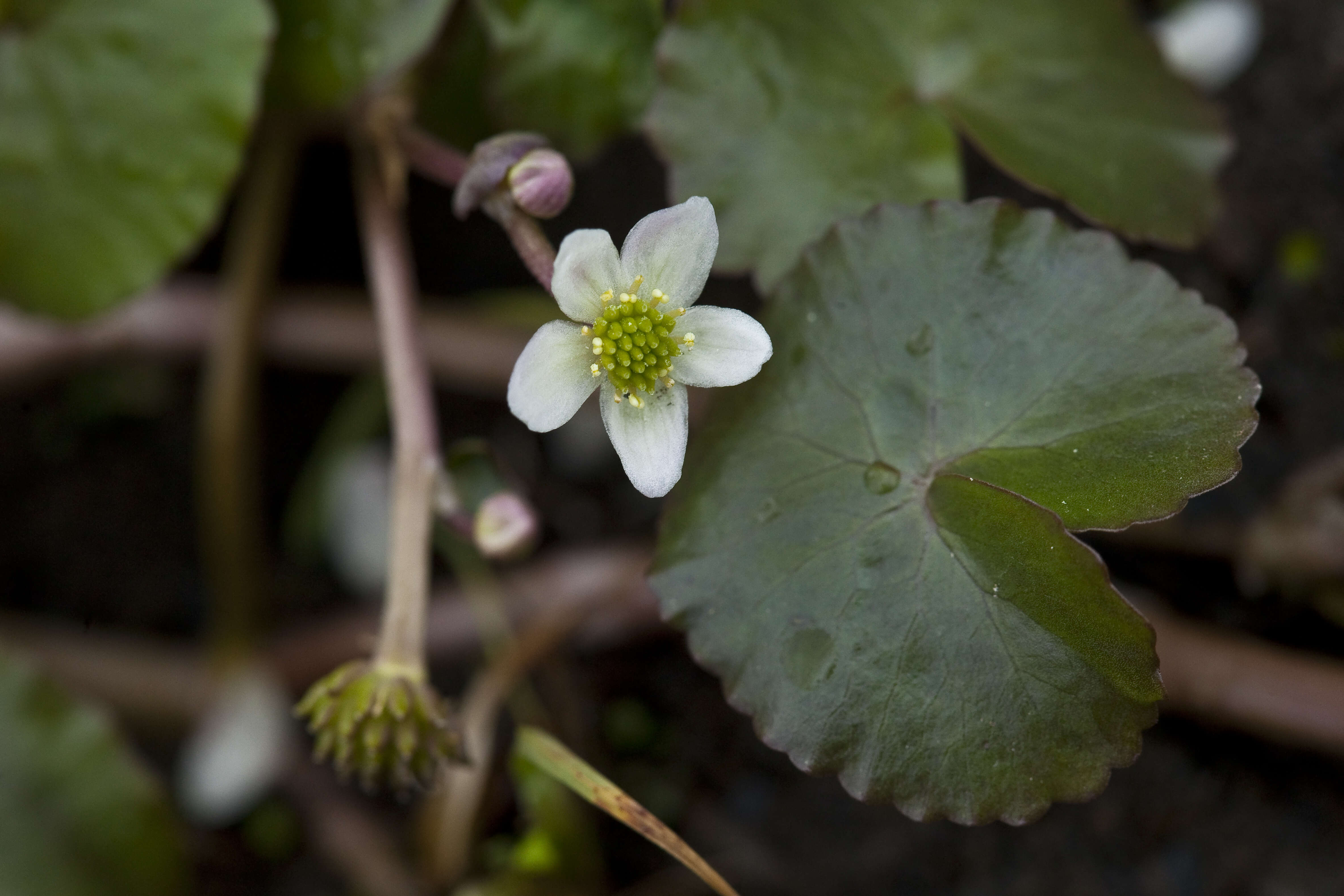 Image de Caltha natans Pall.