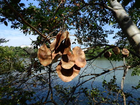 Image of Pterocarpus rohrii Vahl