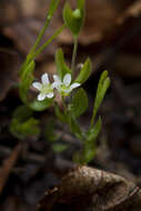 Image of Grove Sandwort