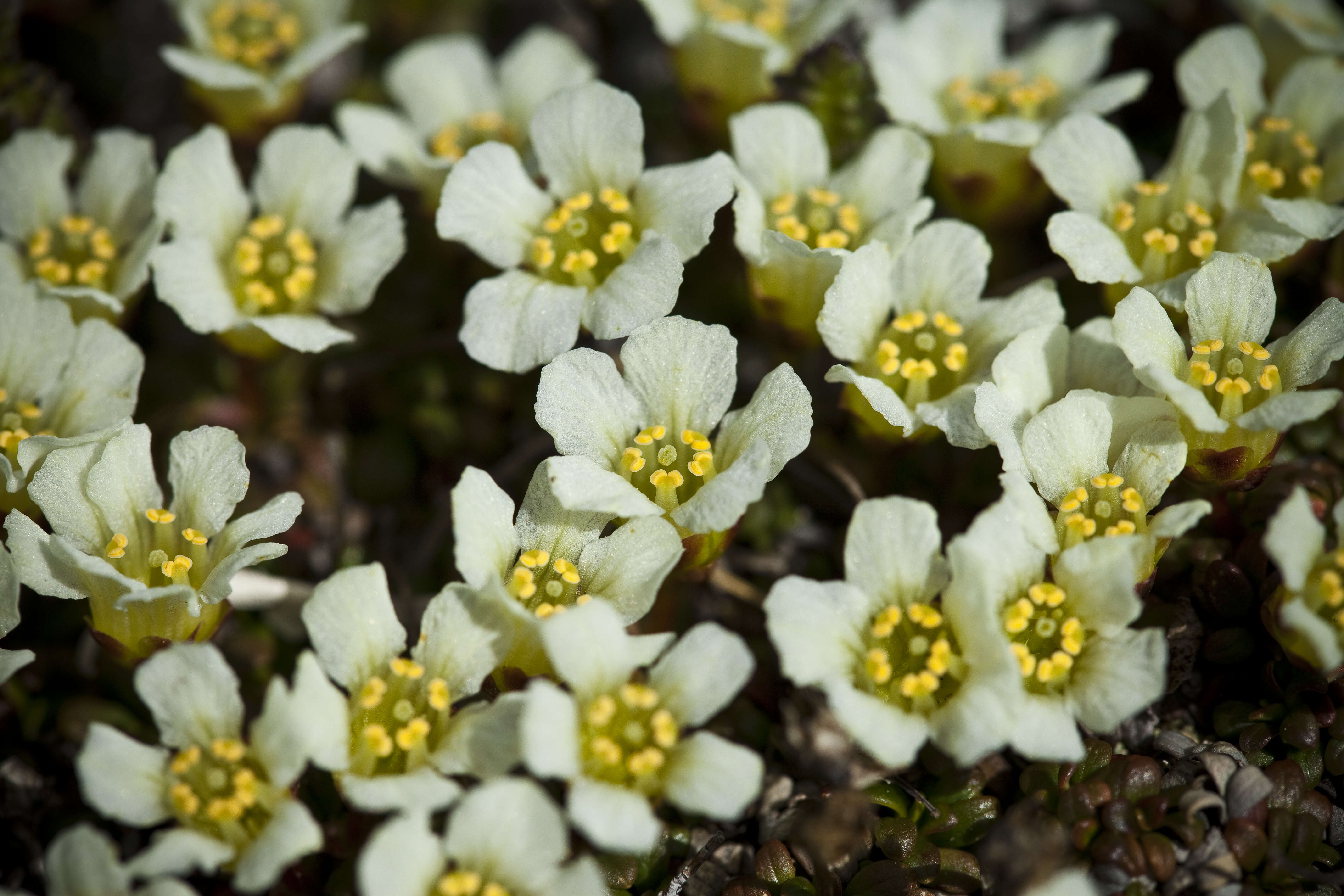 Image of diapensia