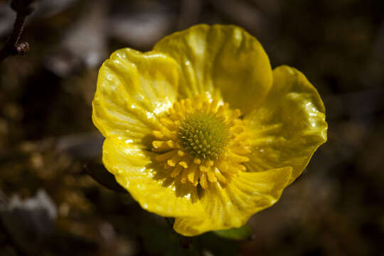 Image of snow buttercup