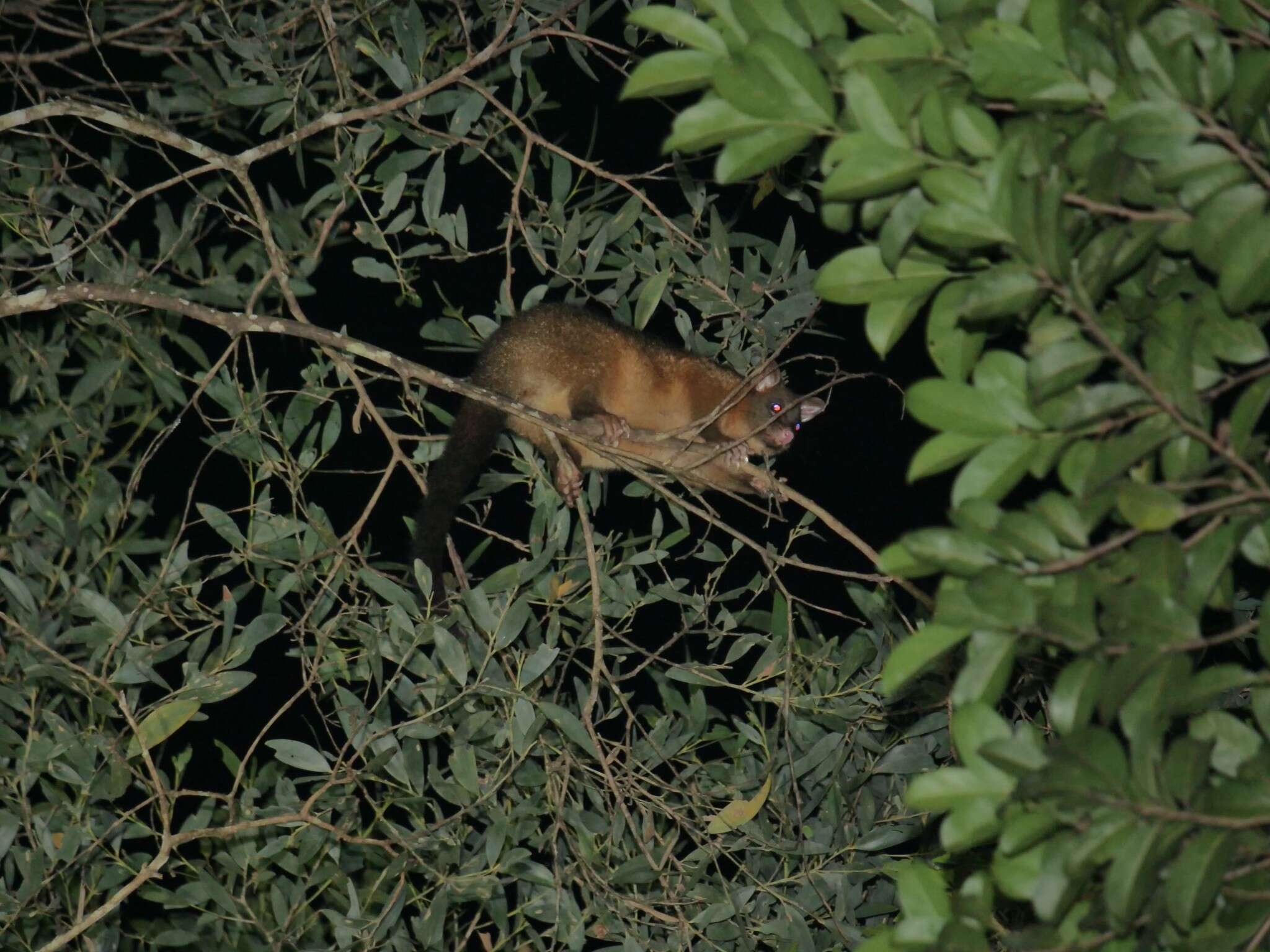 Image of Coppery Brushtail Possum