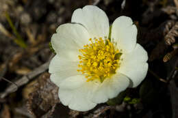 Imagem de Dryas octopetala L.