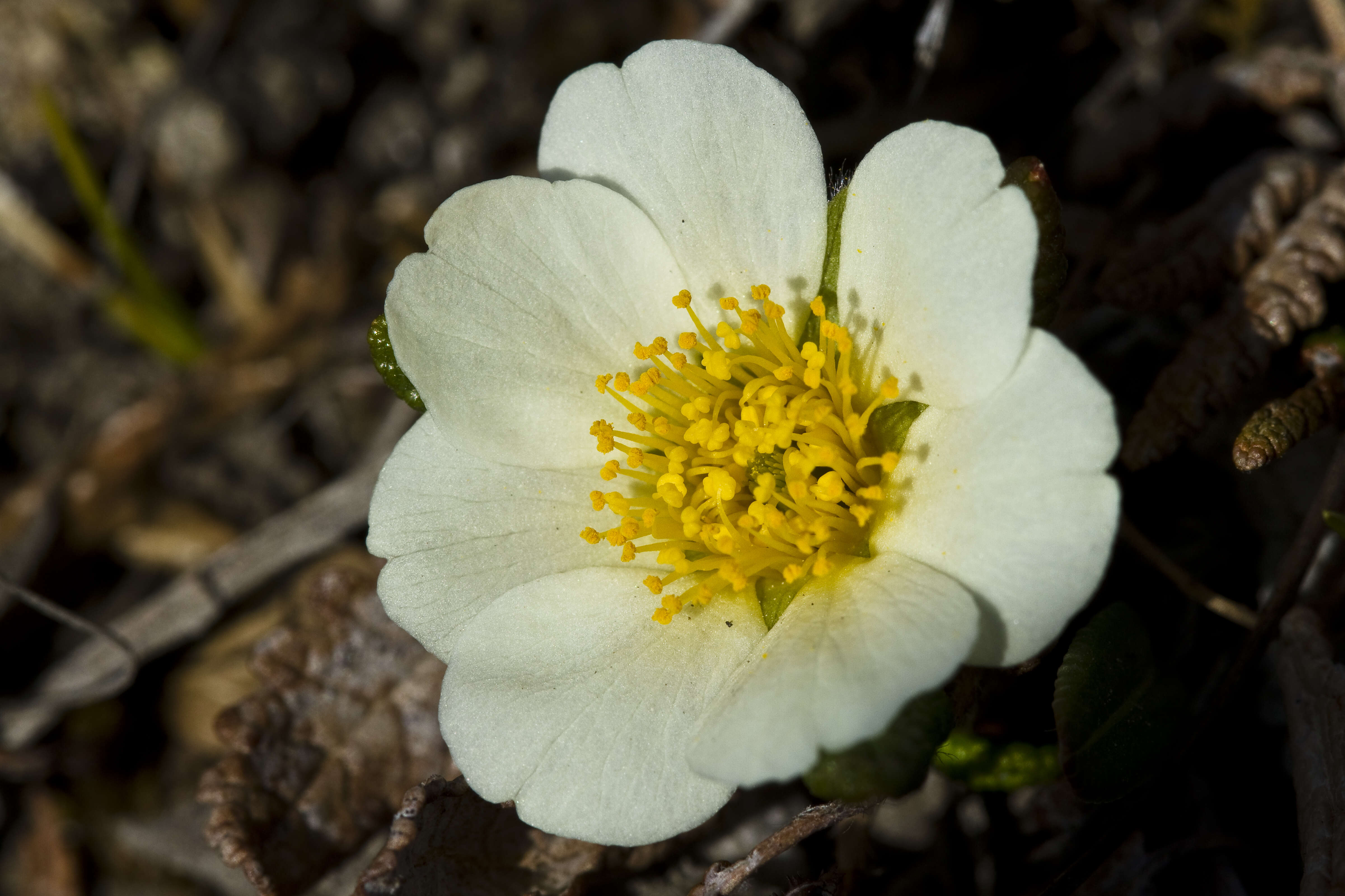 Imagem de Dryas octopetala L.