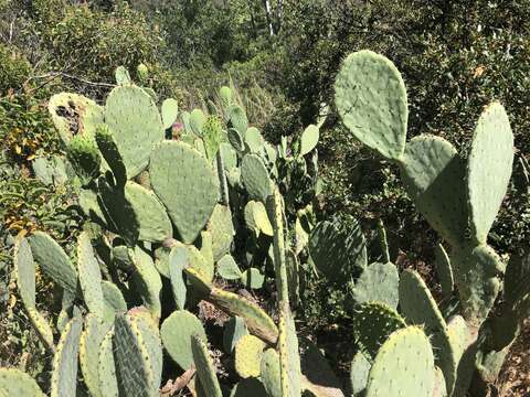 Image of pricklypear