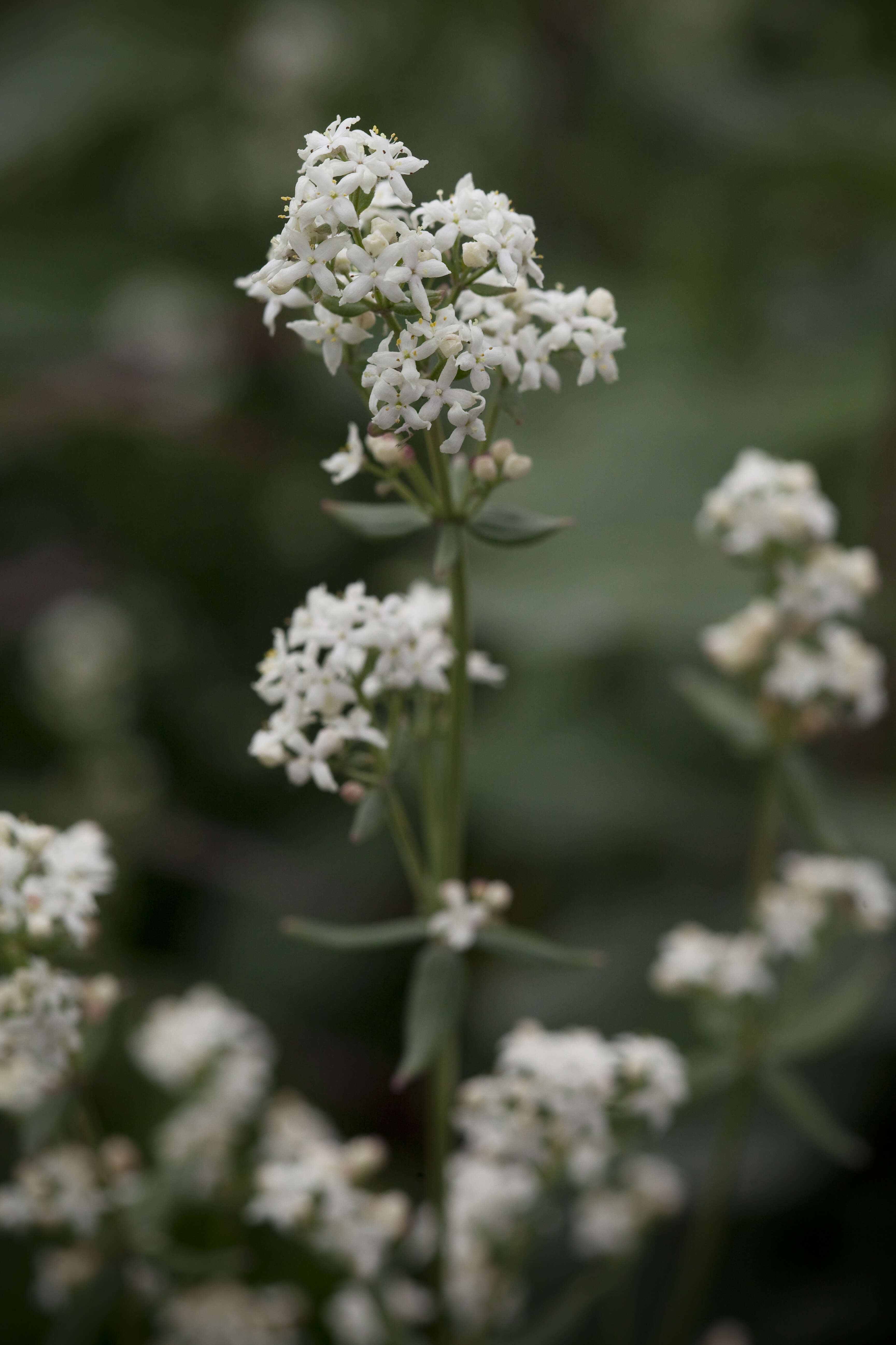 Image of Northern bedstraw