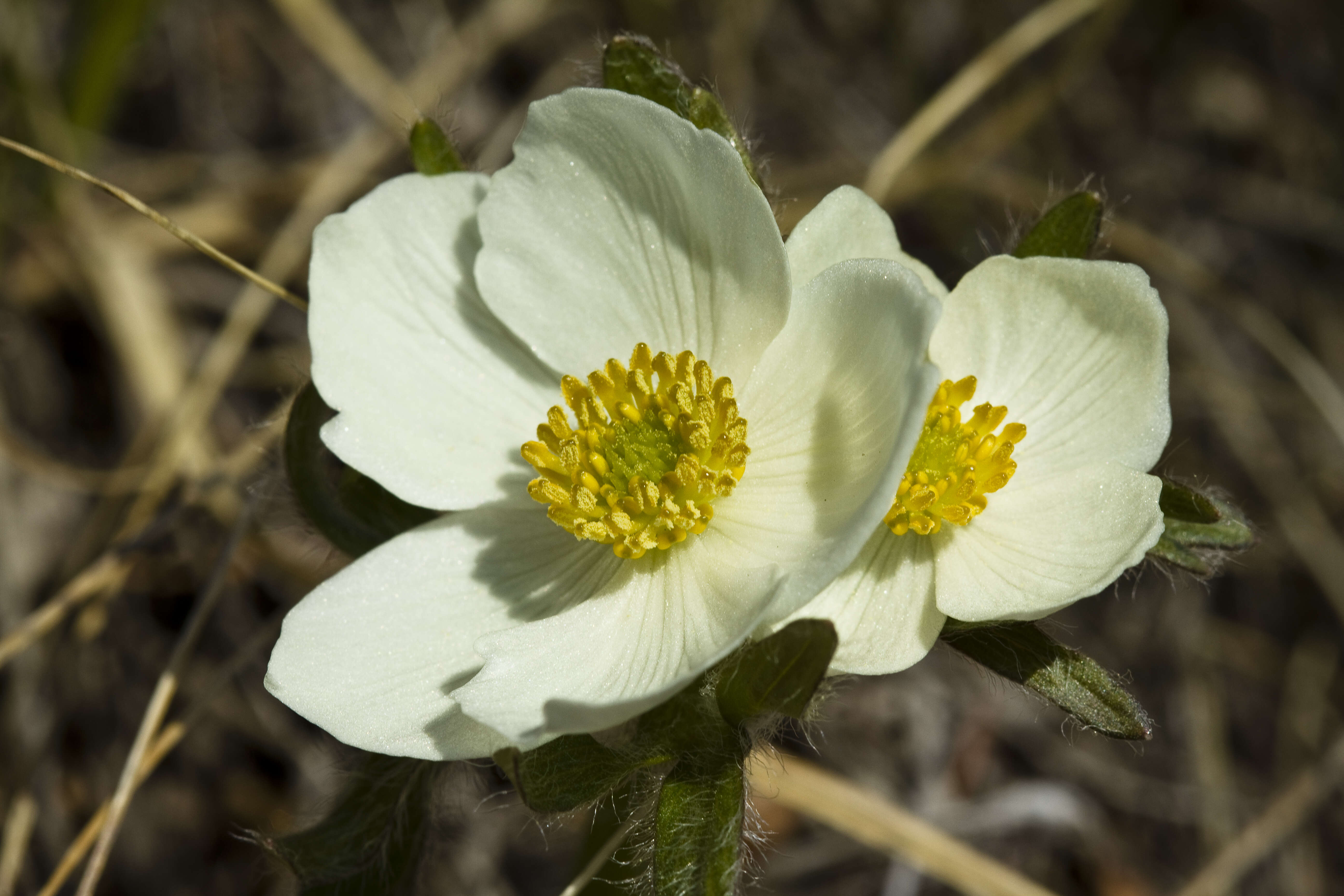 Imagem de Anemonastrum narcissiflorum subsp. narcissiflorum