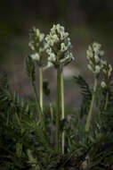 Слика од Oxytropis campestris (L.) DC.