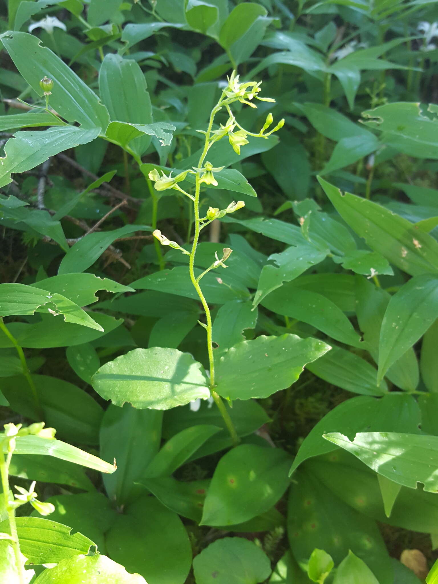 Neottia banksiana (Lindl.) Rchb. fil. resmi