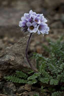 Слика од Polemonium boreale Adams