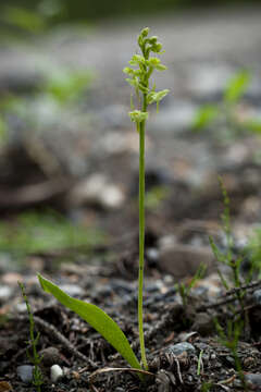 Image of bluntleaved orchid