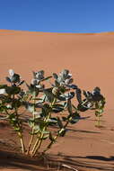 Image of Welsh's milkweed