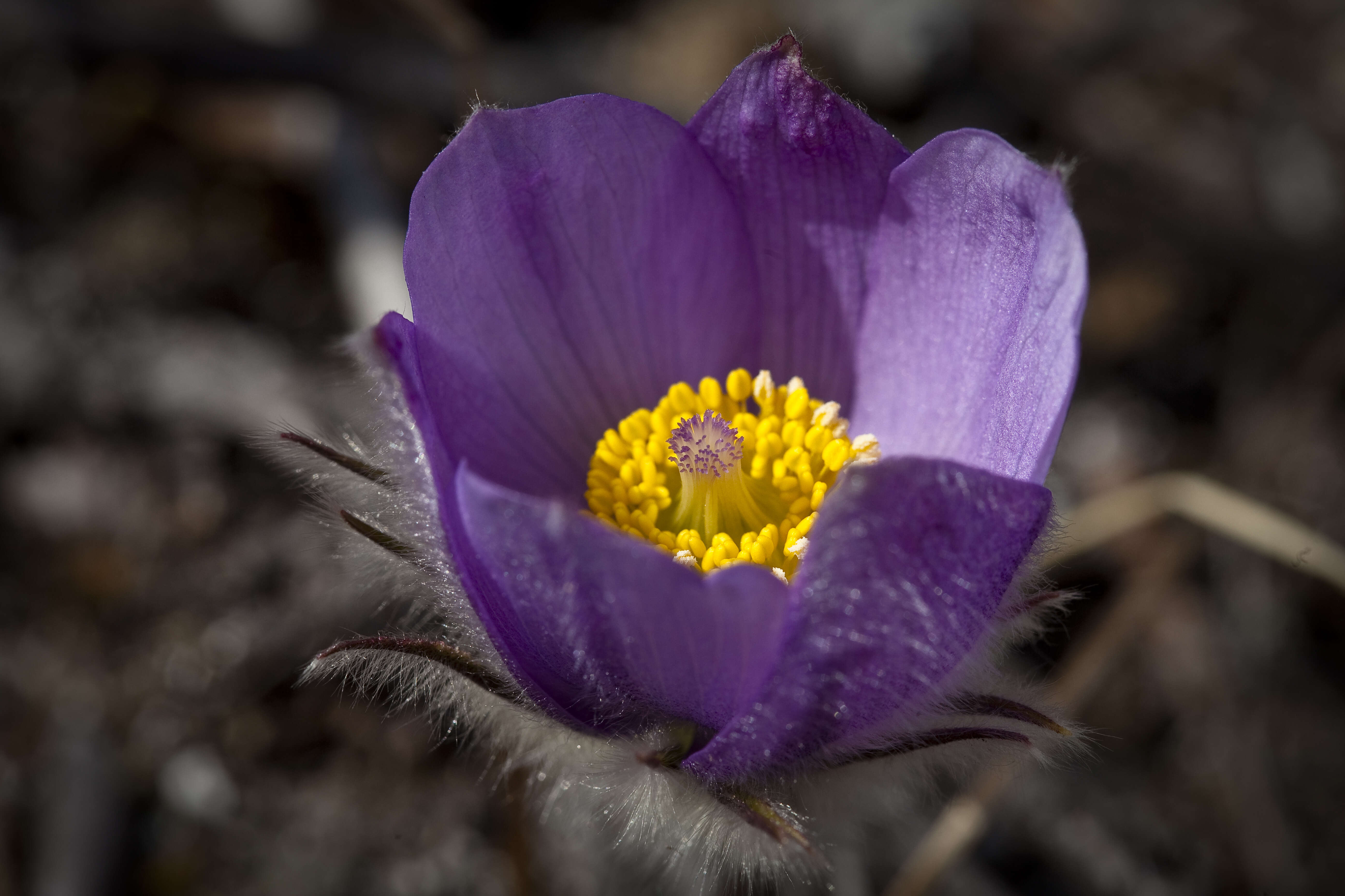 Image of Eastern Pasque Flower