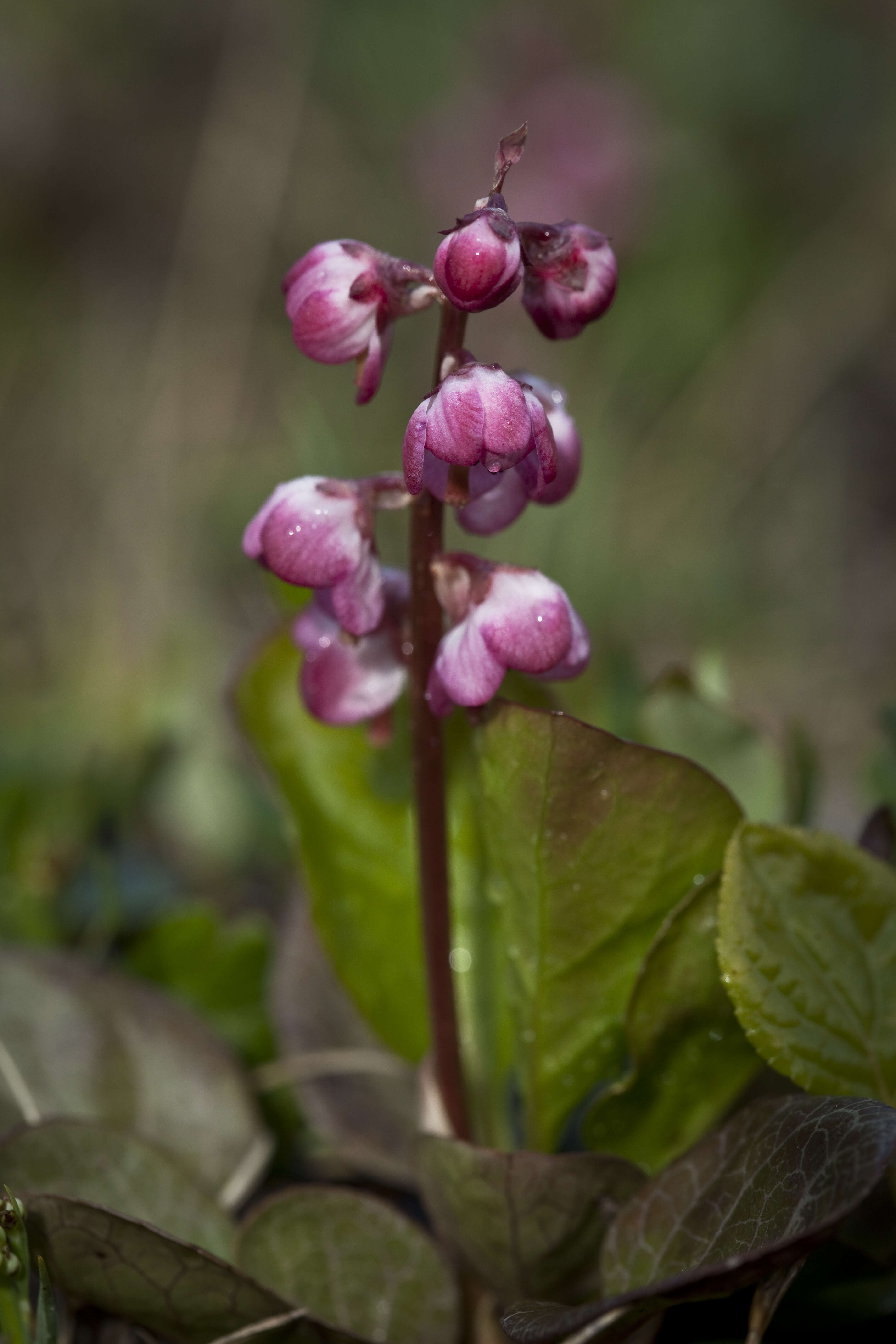 Image de Pyrola asarifolia Michx.