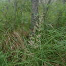 Image of Pickering's Reed Grass