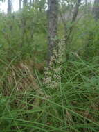 Calamagrostis pickeringii A. Gray的圖片