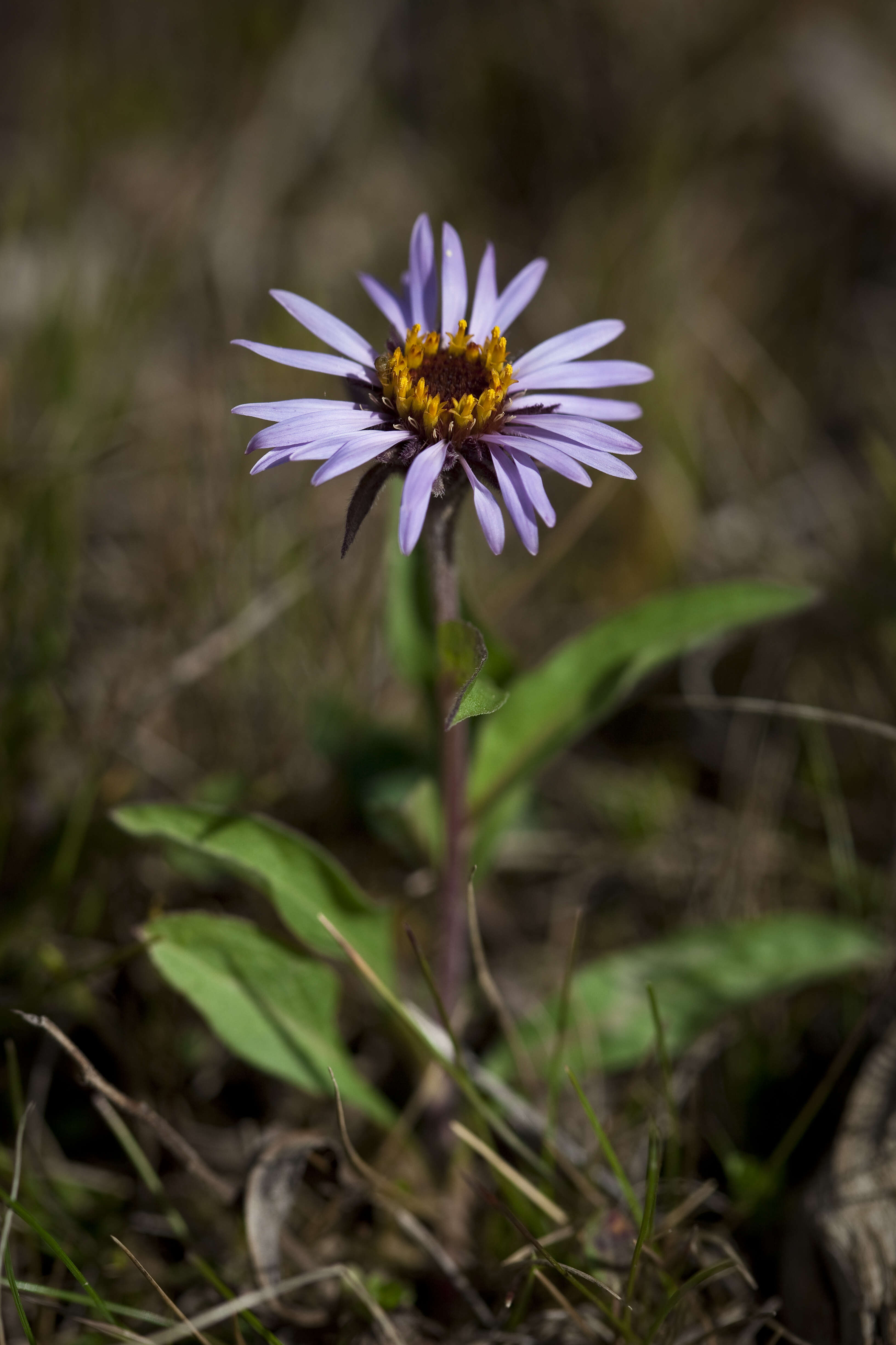 Image de Eurybia sibirica (L.) G. L. Nesom