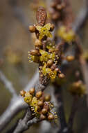 Image of russet buffaloberry